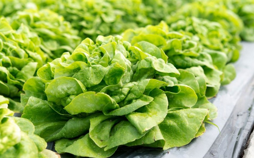 Ce beneficii are consumul de salată verde