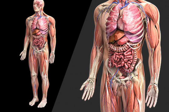 70 de lucruri impresionante despre corpul uman