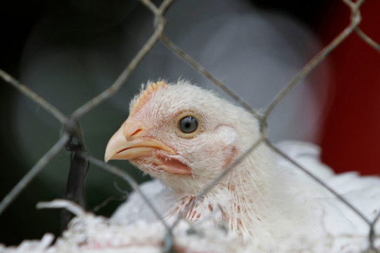 Caz de gripă aviară transmisă la om, depistat în Spania