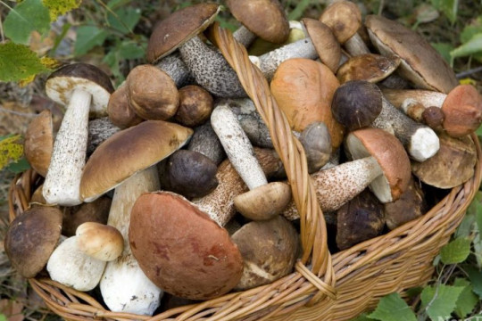 Păzea! Tot mai mulți moldoveni se otrăvesc cu ciuperci. Recomandările specialiștilor