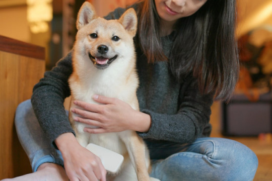Japonezii au voie să vină la birou cu animalele lor de companie, ca să fie mai fericiți