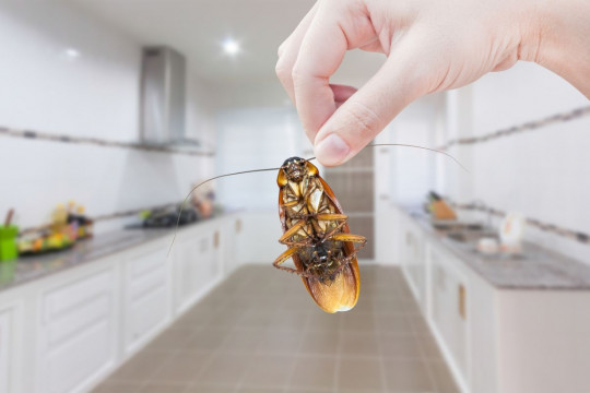 Ce să pui pe podea pentru a ține gândacii departe de camera ta. Trucul banal e de un real ajutor