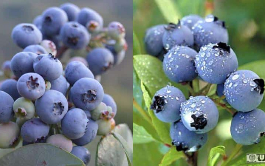Fructul care poate ajuta la scăderea tensiunii arteriale