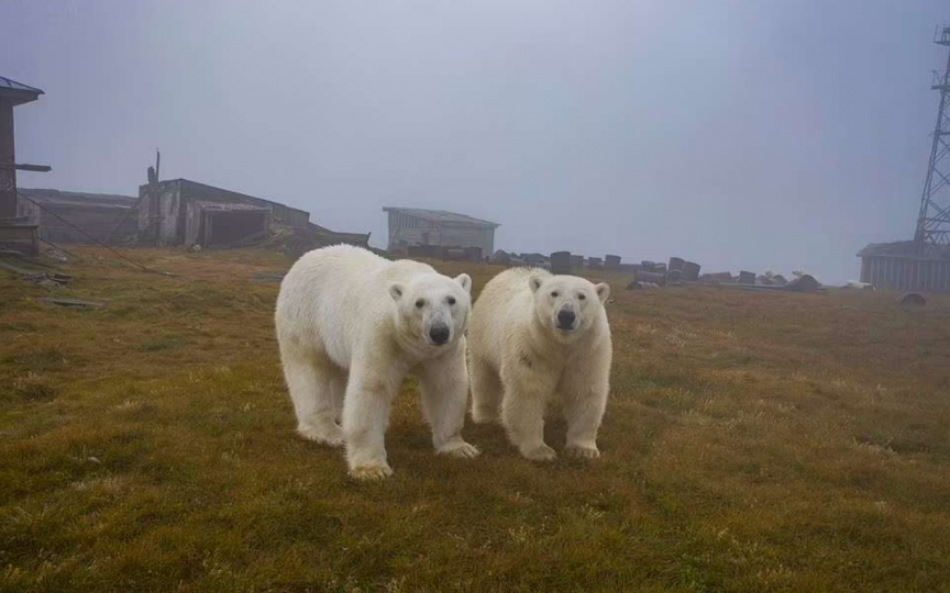 (Foto) Imagini rare cu 30 de urși polari care au ocupat o fostă stație meteo sovietică