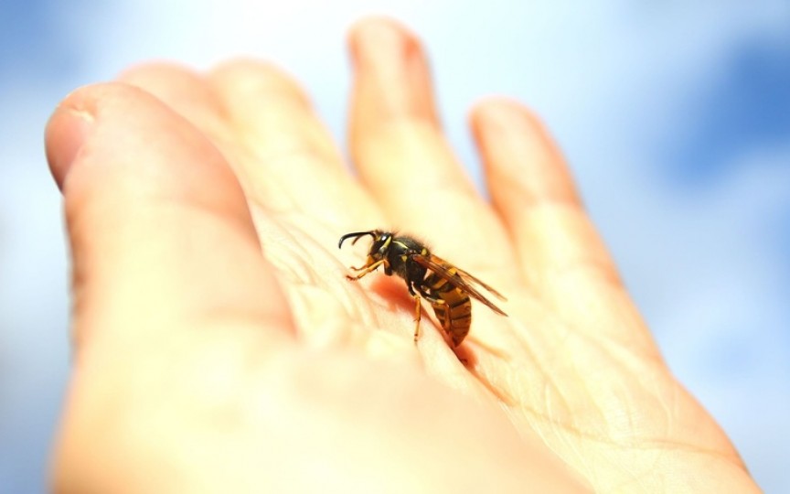 Sfatul specialistului: Cum tratăm înțepătura de albine sau viespi la copil