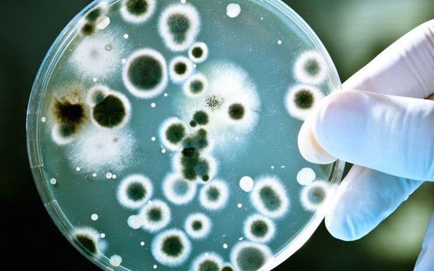 Infecțiile fungice invazive: Noua amenințare globală care se răspândește alarmant
