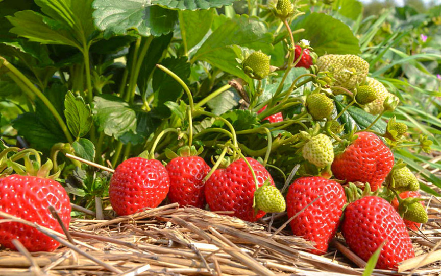 Sezonul căpșunelor: 20 de lucruri pe care nu le știai despre căpșune
