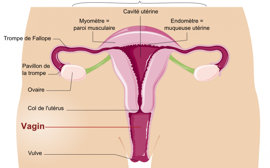 Medicul chirurg ginecolog, Maxim Calaraș, despre afecțiunile organelor genitale feminine