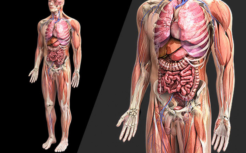 70 de lucruri impresionante despre corpul uman