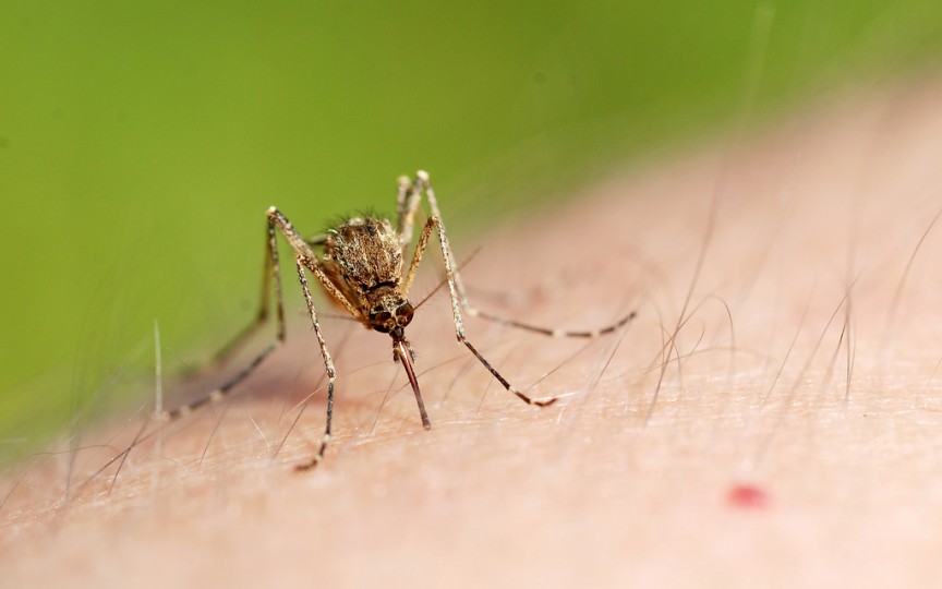 Metode simple și naturale ce te ajută să scapi de țânțari