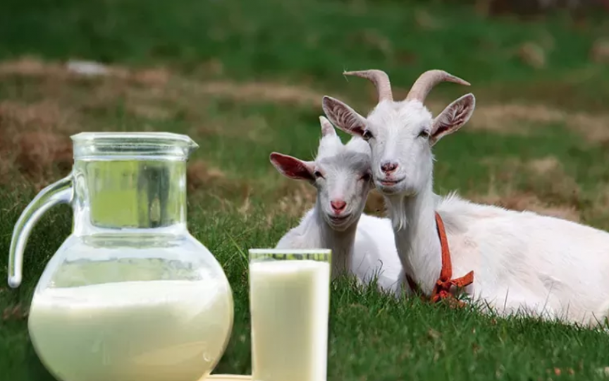 10 beneficii pe care le are consumul de lapte de capră