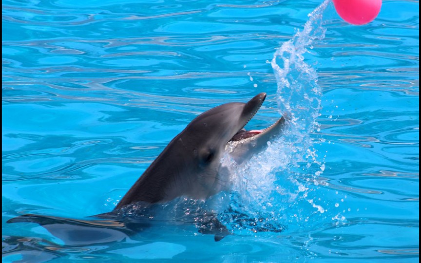 Spectacolele cu delfini ar putea fi interzise la Chișinău
