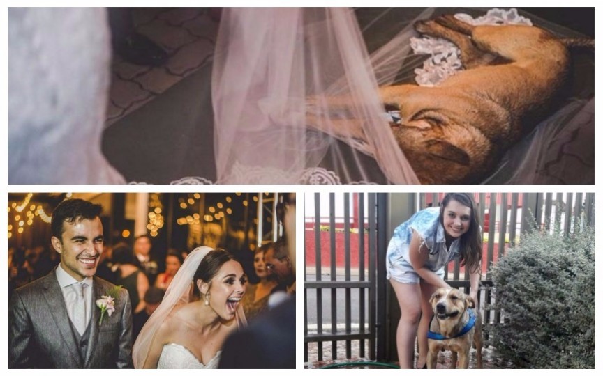 (Foto) Reacția unui cuplu după ce un câine vagabond era să le strice nunta