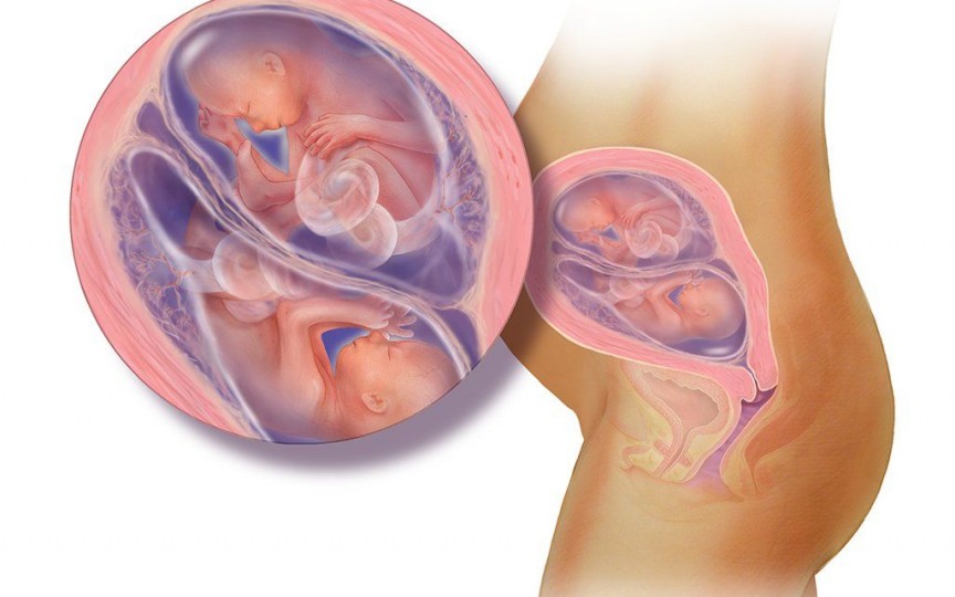 Dezvoltarea intrauterină a gemenilor lună după lună