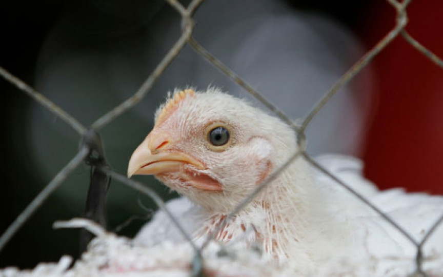 Caz de gripă aviară transmisă la om, depistat în Spania