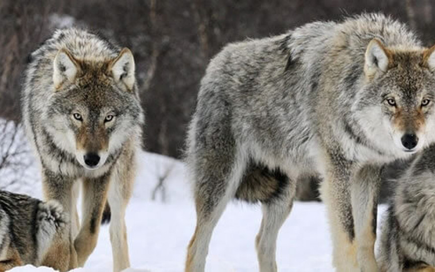 Alertă la Ialoveni: Pădurarii au zărit o haită de lupi