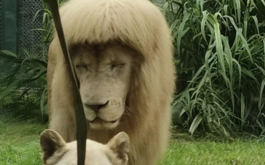 Îngrijitorii unui parc zoo, suspectați că au tuns leul și i-au făcut breton. Imaginile cu „regele junglei”, virale pe internet