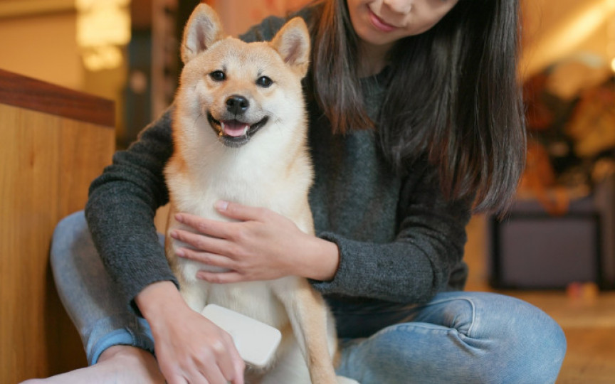 Japonezii au voie să vină la birou cu animalele lor de companie, ca să fie mai fericiți