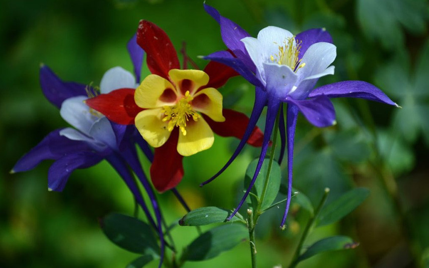 Florile toxice din grădină: Plante spectaculoase care pot fi letale pentru copii și animale