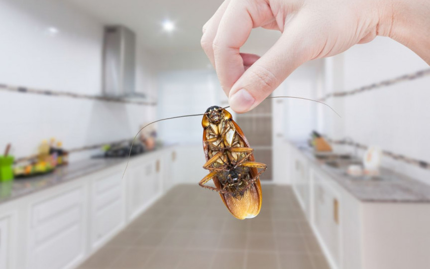 Ce să pui pe podea pentru a ține gândacii departe de camera ta. Trucul banal e de un real ajutor