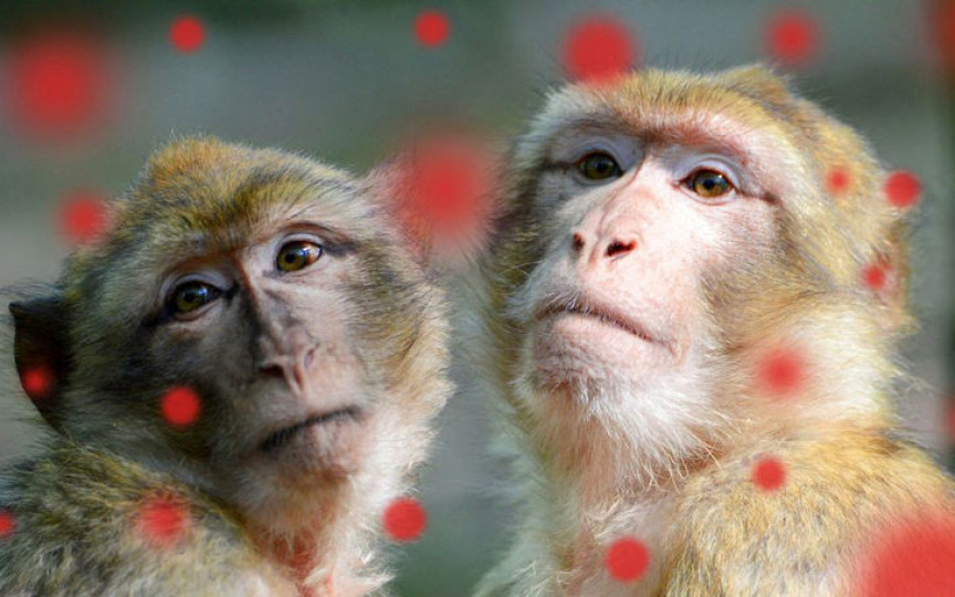 De ce variola maimuțelor s-ar putea transmite la femeile însărcinate?