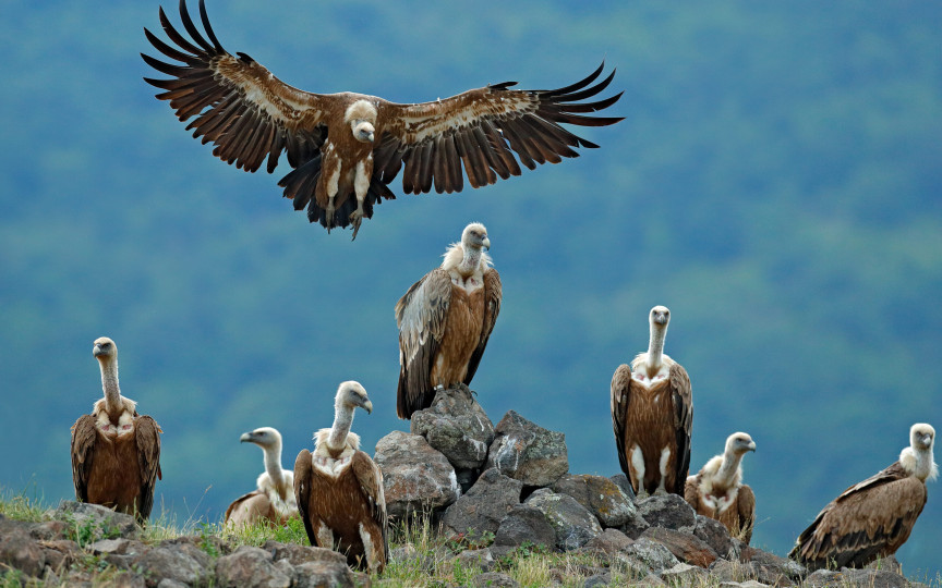 Cum își alege femela vultur tatăl puilor săi! O lecție interesantă din care avem multe de învățat