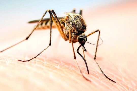 De ce unele persoane sunt mușcate de țânțari, iar altele nu?
