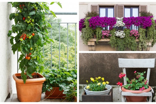 9 moduri originale să faci o grădină la balcon sau chiar în apartament