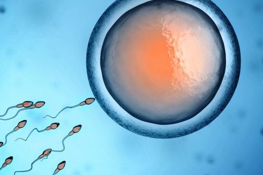 Riscurile pe care le poartă o procedură de fertilizare in vitro