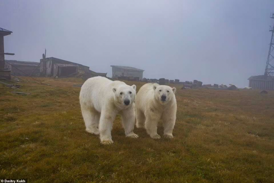 (Foto) Imagini rare cu 30 de urși polari care au ocupat o fostă stație meteo sovietică