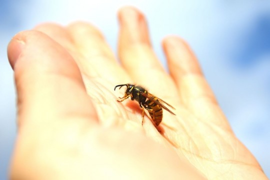 Sfatul specialistului: Cum tratăm înțepătura de albine sau viespi la copil