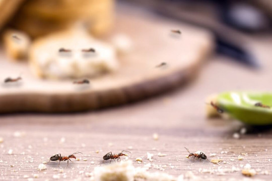 Spune „adio” furnicilor. Un produs ieftin te scapă de insecte pentru totdeauna