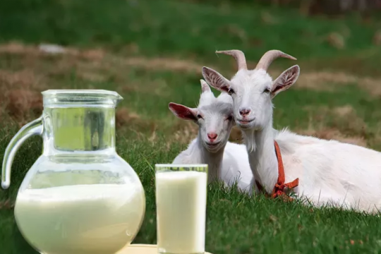 10 beneficii pe care le are consumul de lapte de capră