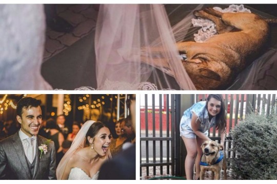 (Foto) Reacția unui cuplu după ce un câine vagabond era să le strice nunta