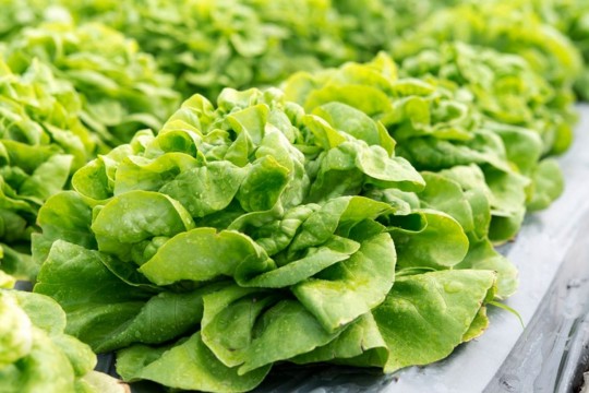 Ce beneficii are consumul de salată verde