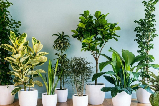 4 plante ce sunt adevărate bombe de oxigen și care curăță aerul din casa ta
