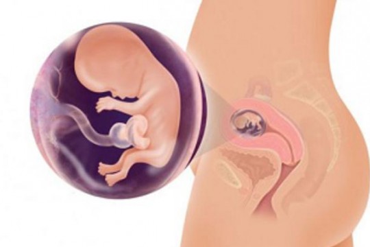 Medic obstetrician-ginecolog: Cele mai importante riscuri și pericole din primul trimestru de sarcină