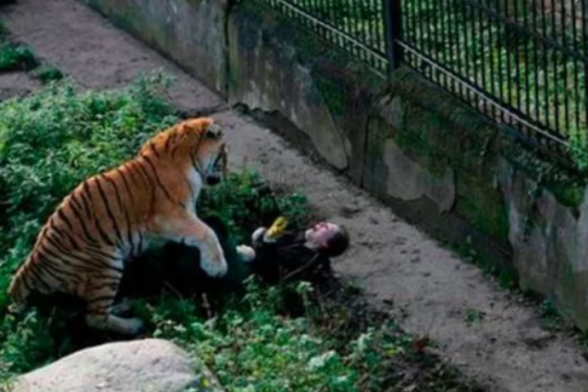 O tânără mamă a luptat cu mâinile goale împotriva unui tigru pentru a salva viața copilului ei