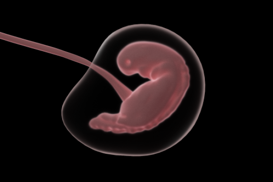 Sarcina fără embrion: ce înseamnă și ce este de făcut dacă te confrunți cu această situație