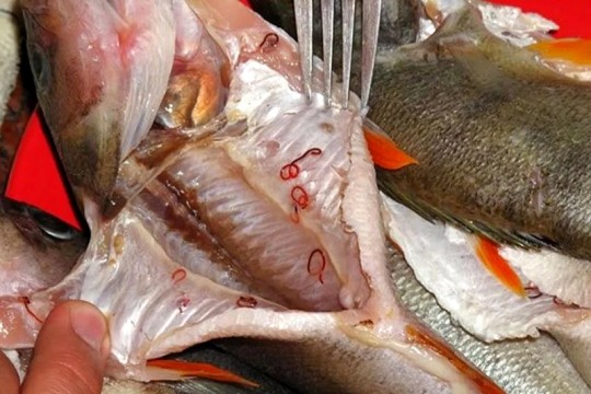 73 de loturi de pește congelat infestat cu paraziți ar fi ajuns pe piață, în spitale sau școli