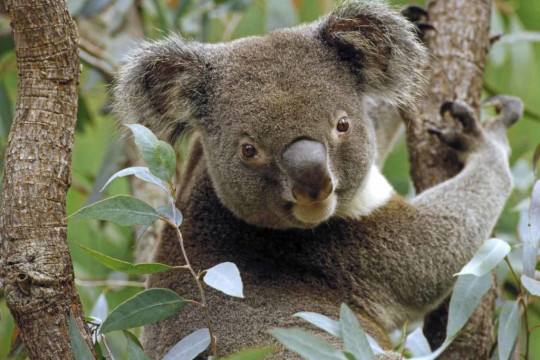 Ursul koala pe cale de dispariție: Peste 5.000 au murit în incendii în 2019 și 2020