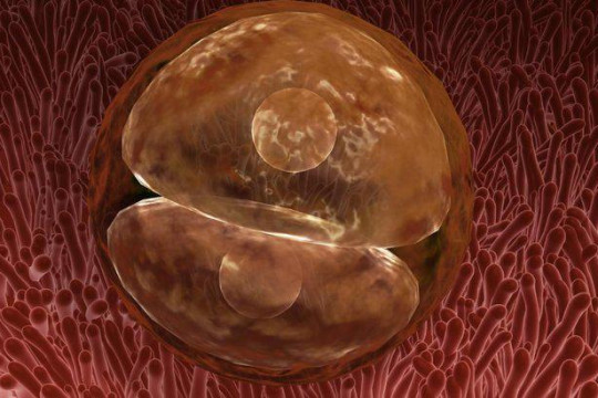 Ce este zigotul? Tot ce trebuie să știi despre prima etapă din dezvoltarea sarcinii