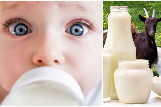 Alergologul Tatiana Gorelco: Înlocuirea laptelui de vacă cu cel de capră nu tratează alergia la copii!