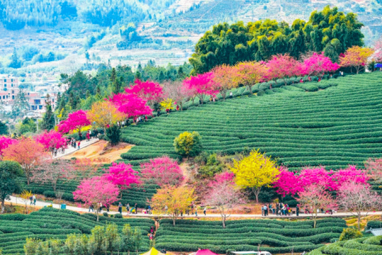 (FOTO) Copacii de cireș din China au înflorit, iar priveliștile sunt magice!