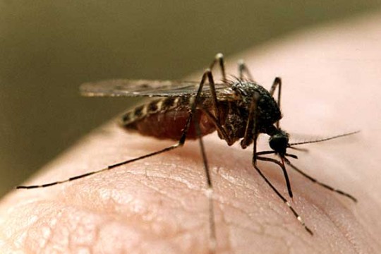 Trucuri pentru a evita mușcăturile de țânțari la copii