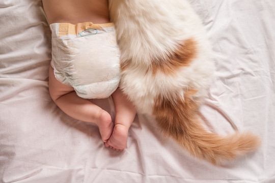 Pisica și bebelușul: 5 avantaje pentru bebelușii care cresc în preajma pisicilor