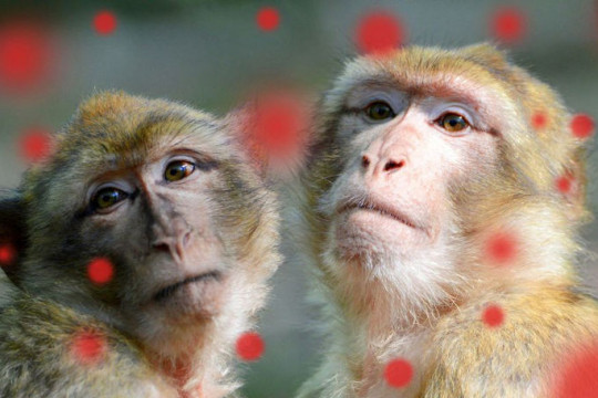De ce variola maimuțelor s-ar putea transmite la femeile însărcinate?
