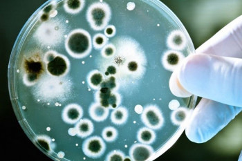 Infecțiile fungice invazive: Noua amenințare globală care se răspândește alarmant