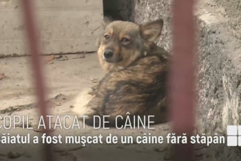 Copil mușcat de un câine maidanez. Toate rănile provocate sunt infectate