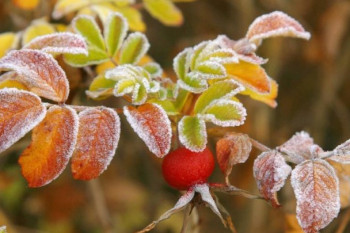 Vremea se răcește simțitor. Meteorologii au emis Cod Galben de îngheț